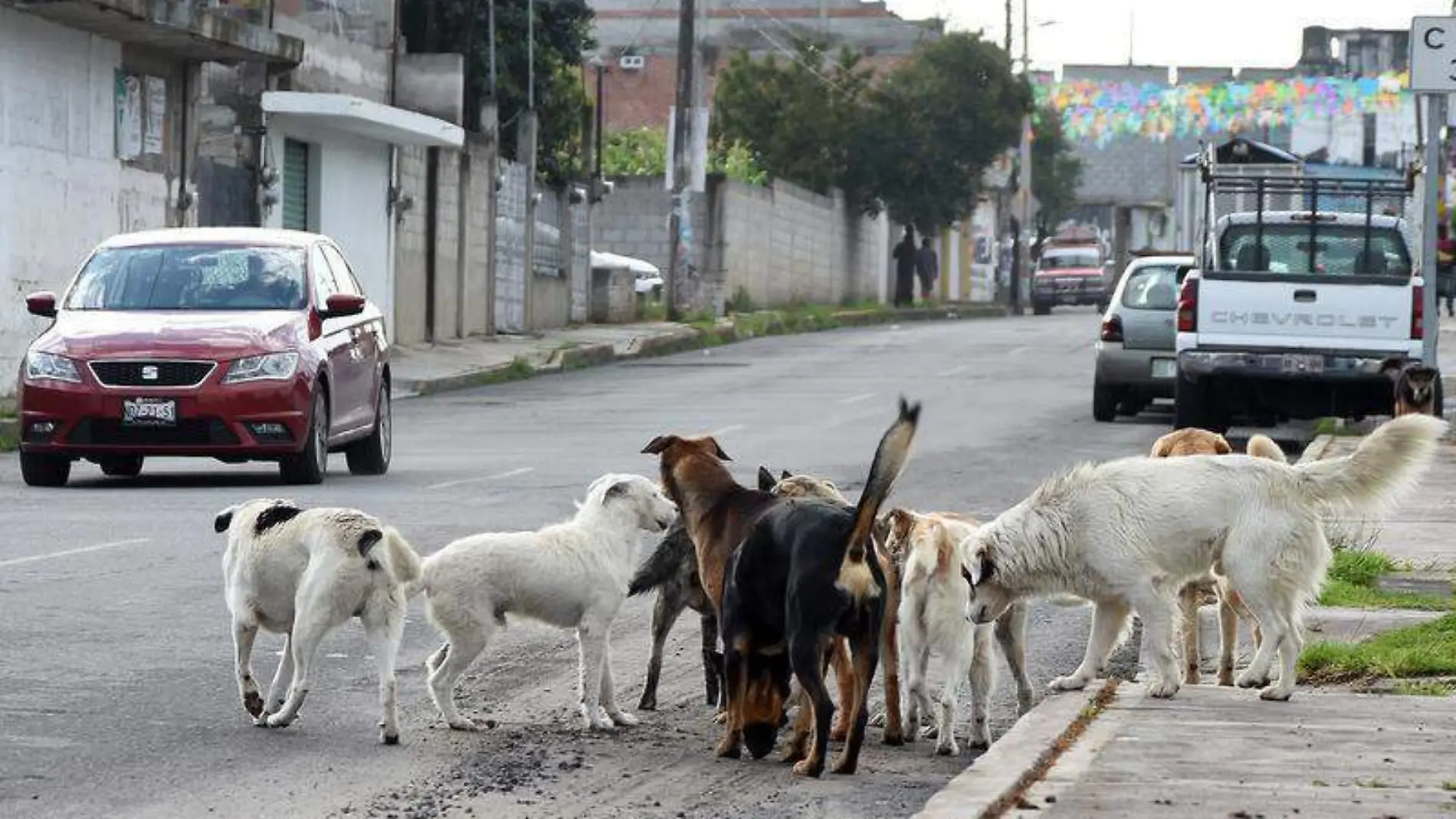 Perros callejeros